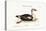 The Grey-Headed Duck, 1749-73-George Edwards-Premier Image Canvas