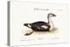 The Grey-Headed Duck, 1749-73-George Edwards-Premier Image Canvas