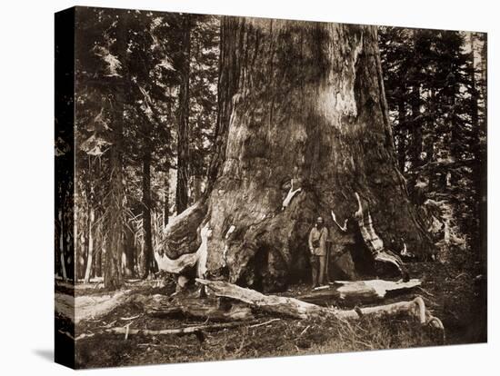 The "Grizzly Giant" - 33 feet diameter - with Galen Clark, Mariposa Grove, Yosemite, California, 18-Carleton Watkins-Stretched Canvas