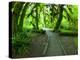 The Hall of Mosses Hoh Rainforest, Olympic National Park, Washington, USA-Terry Eggers-Premier Image Canvas