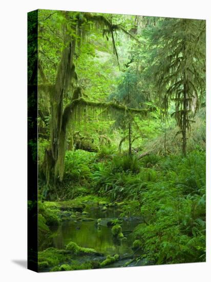 The Hall of Mosses Hoh Rainforest, Olympic National Park, Washington, USA-Terry Eggers-Premier Image Canvas