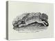 The Hare from 'History of British Birds and Quadrupeds' (Engraving)-Thomas Bewick-Premier Image Canvas