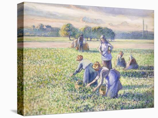 The Harvest of Peas, 1887-Camille Pissarro-Premier Image Canvas