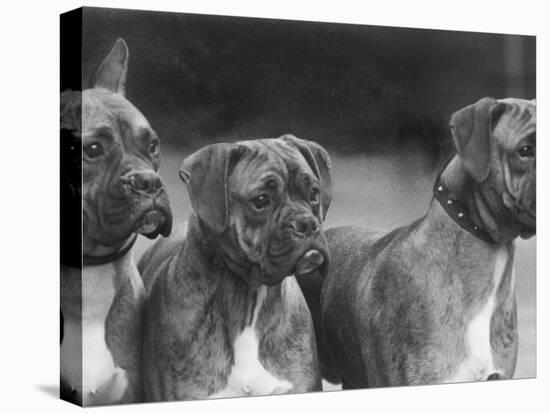 The Heads of Three Boxers Belonging to Mrs Sprigge-null-Premier Image Canvas