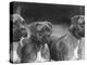 The Heads of Three Boxers Belonging to Mrs Sprigge-null-Premier Image Canvas