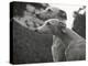 The Heads of Two Whippets Owned by Whitwell-Thomas Fall-Premier Image Canvas