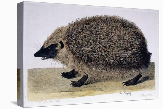 The Hedgehog, 1761-1766-Peter Paillou-Premier Image Canvas