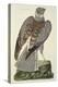 The Hen Harrier-Peter Paillou-Premier Image Canvas