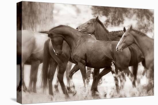 The Herd-Lisa Dearing-Stretched Canvas