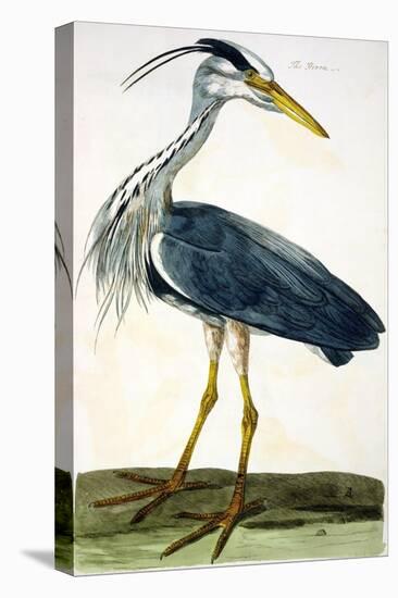 The Heron Plate from "The British Zoology Class II: Birds"-Peter Paillou-Premier Image Canvas