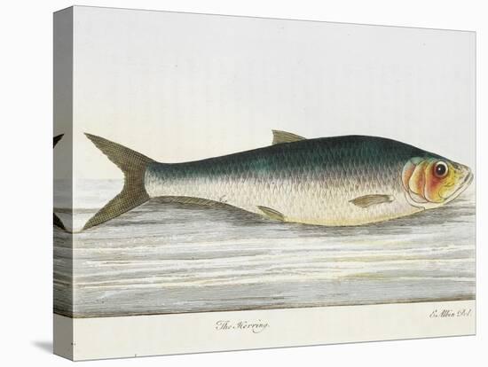 The Herring-E. Albin-Premier Image Canvas