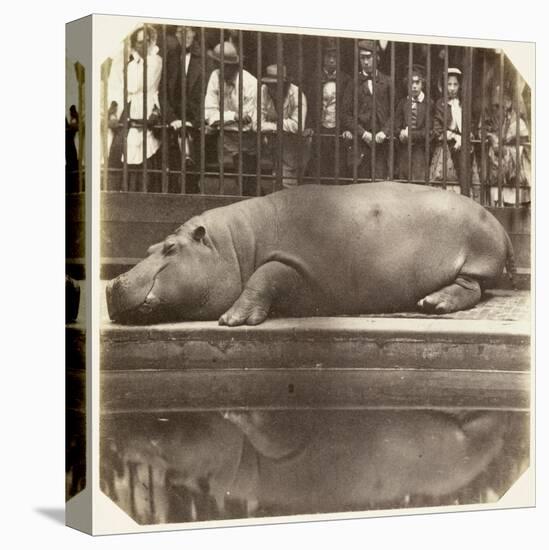 The Hippopotamus at the Zoological Gardens, Regent's Park, London, 1852-Juan Carlos-Premier Image Canvas