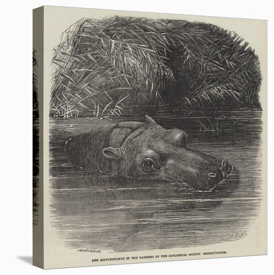 The Hippopotamus in the Gardens of the Zoological Society, Regent'S-Park-Joseph Wolf-Premier Image Canvas