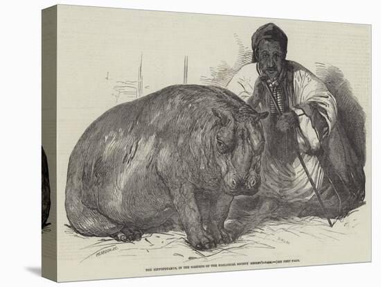 The Hippopotamus, in the Gardens of the Zoological Society, Regent'S-Park-Harrison William Weir-Premier Image Canvas