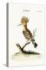 The Hoopoe, 1749-73-George Edwards-Premier Image Canvas