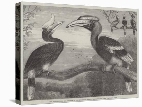 The Hornbills, in the Garden of the Zoological Society, Regent's Park-null-Premier Image Canvas