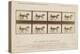 The Horse in Motion', 1878-Eadweard Muybridge-Premier Image Canvas