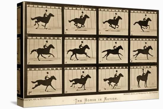 The Horse in Motion, 'Animal Locomotion' Series, C.1878-Eadweard Muybridge-Premier Image Canvas