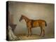 The Horse Planet in a stable, 1866-Claude L. Ferneley-Premier Image Canvas