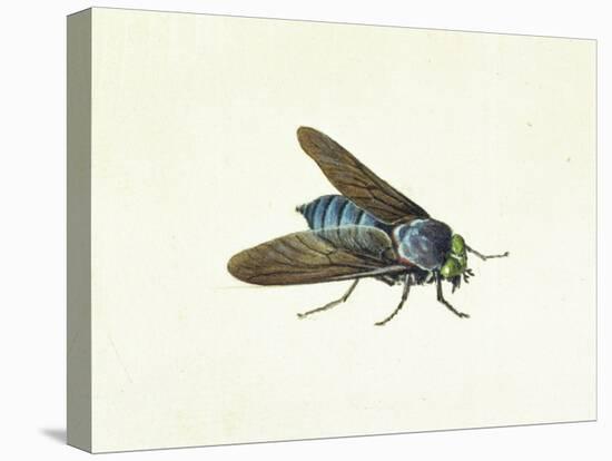 The Horsefly, 18th Century-Georg Dionysius Ehret-Premier Image Canvas