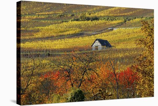 The House of Vines-Philippe Sainte-Laudy-Stretched Canvas