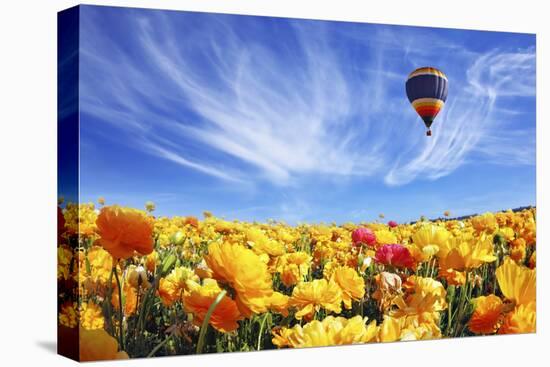 The Huge Field of White and Orange Buttercups (Ranunculus Asiaticus)-kavram-Premier Image Canvas