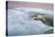 The Ice Bear-Paul Souders-Premier Image Canvas