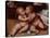 The Infant Christ with the Infant St John the Baptist-Quentin Massys or Metsys-Premier Image Canvas
