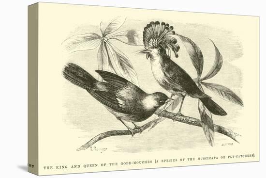 The King and Queen of the Gobe-Mouches, a Species of the Muscicapa or Fly-Catchers-Édouard Riou-Premier Image Canvas