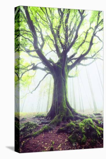 The king of the trees-Philippe Manguin-Premier Image Canvas