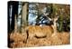 The Kings Deer, Red Deer Stags of Richmond Park, London, England-Richard Wright-Premier Image Canvas