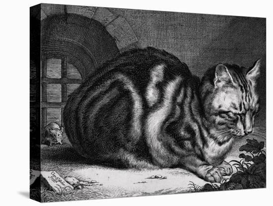 The Large Cat-Cornelis Visscher-Stretched Canvas