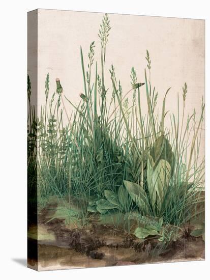 The Large Piece of Turf by Albrecht D¼rer-Albrecht Dürer-Premier Image Canvas