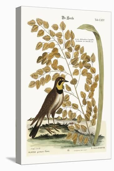 The Lark, 1749-73-Mark Catesby-Premier Image Canvas