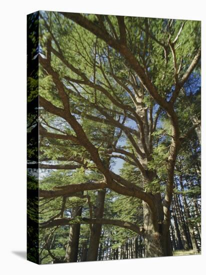 The Last Remaining Forest of Biblical Cedars, Cedar Forest, Lebanon, Middle East-Fred Friberg-Premier Image Canvas
