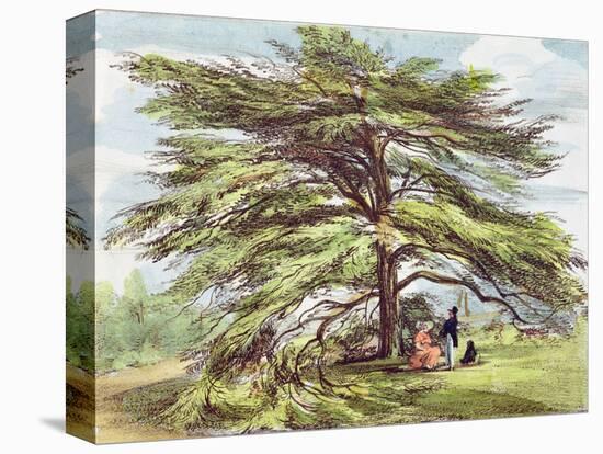 The Lebanon Cedar Tree in the Arboretum, Kew Gardens, Plate 21-George Ernest Papendiek-Premier Image Canvas