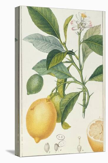 The Lemon Tree, Engraved by Dubois, C.1820-Pierre Jean Francois Turpin-Premier Image Canvas