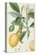 The Lemon Tree, Engraved by Dubois, C.1820-Pierre Jean Francois Turpin-Premier Image Canvas