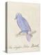 The Light Blue Bird, from 'Sixteen Drawings of Comic Birds' (Pen & Ink W/C on Paper)-Edward Lear-Premier Image Canvas