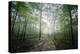 The Lighting Forest 2-Philippe Manguin-Premier Image Canvas