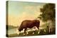 The Lincolnshire Ox, C.1790-George Stubbs-Premier Image Canvas