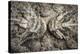 The Lines And Shapes Of A Pair Of Horned Lizards On The Hoffman Ranch In Alice Texas-Jay Goodrich-Premier Image Canvas