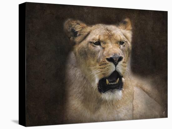 The Lioness Portrait-Jai Johnson-Premier Image Canvas