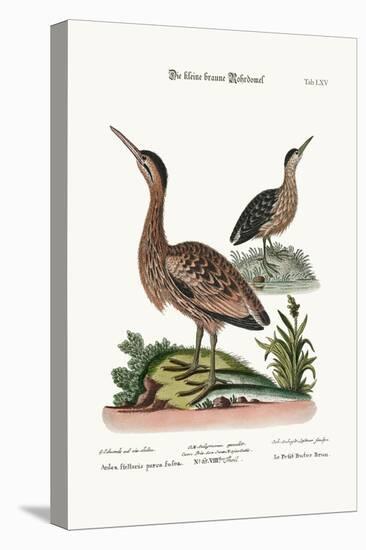 The Little Brown Bittern, 1749-73-George Edwards-Premier Image Canvas