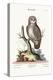 The Little Owl, 1749-73-George Edwards-Premier Image Canvas