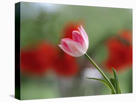 The little tulip-Heidi Westum-Premier Image Canvas