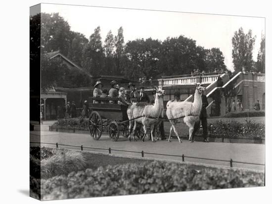 The Llama Ride - Once a Feature at Zsl London Zoo, September, 1923-Frederick William Bond-Premier Image Canvas