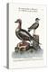 The Long-Tailed Duck from Newfoundland, and the Spur-Winged Plover, 1749-73-George Edwards-Premier Image Canvas