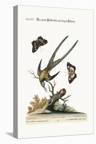 The Long-Tailed Green Hummingbird, 1749-73-George Edwards-Premier Image Canvas