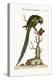 The Long-Tailed Green Parrakeet, 1749-73-George Edwards-Premier Image Canvas